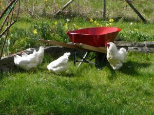 Also, white chickens Also, white chickens